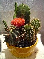 Cactus