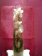 Cymbidium orchids, curly willow, and ti green